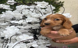 Cocker Spaniel dogs for sale: Stunning red cocker spaniel pups  - Image 12