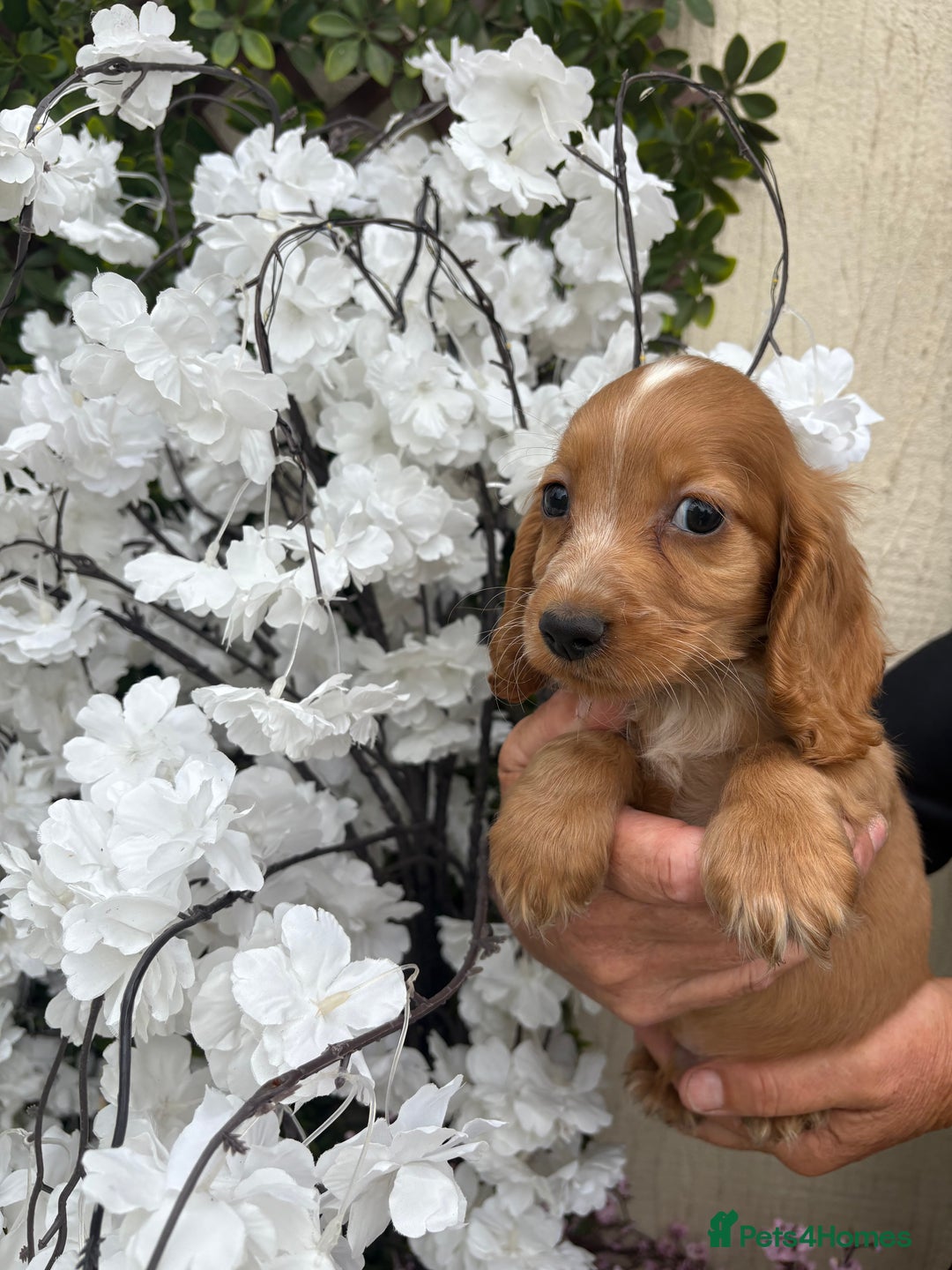 Cocker Spaniel dogs for sale: Stunning red cocker spaniel pups  - Image 12