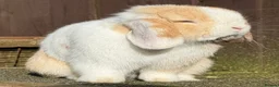 Mini Lop rabbits for sale: Chocolate Harli extreme blue eyed  - Advert 14
