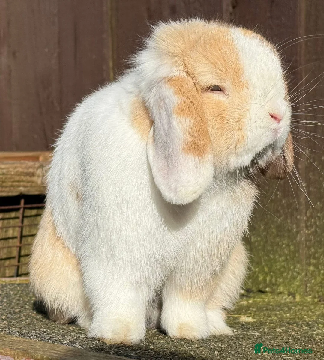 Mini Lop rabbits for sale: Chocolate Harli extreme blue eyed  - Advert 14