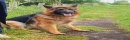 German Shepherd dogs for stud: Stunning 2.5yo Showline German Shepherd Stud in Leeds - Advert 4