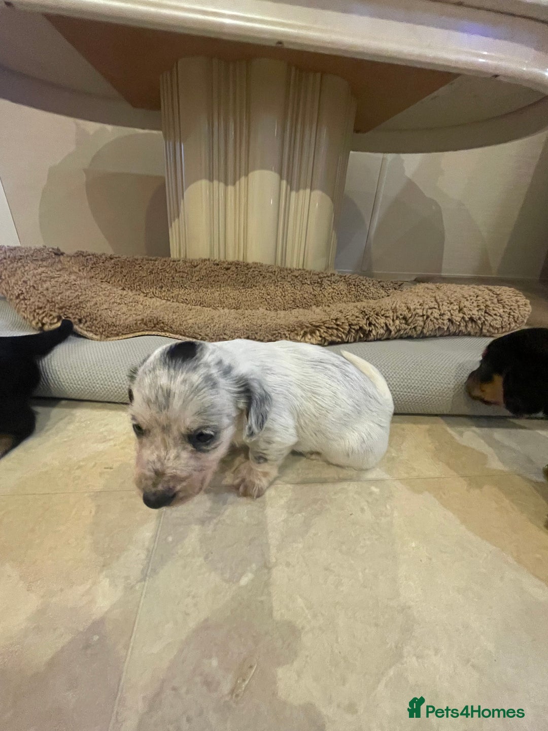 Mixed Breed dogs for sale: Sealyham terrier cross jack russel terrier  - Advert 10