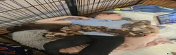Miniature Dachshund dogs for sale: Last Isabella dapple blue eyed boy  - Advert 7