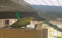 Budgerigars birds for sale: Baby budgies for sale  - Image 4
