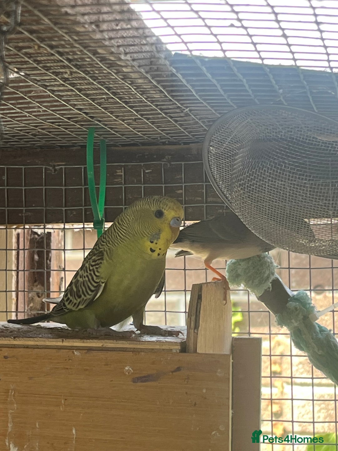 Budgerigars birds for sale: Baby budgies for sale  - Image 4