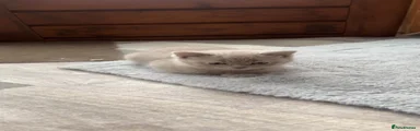 British Shorthair 4