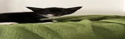 Domestic Shorthair cats for sale: 3 x Tux Kittens - Advert 4