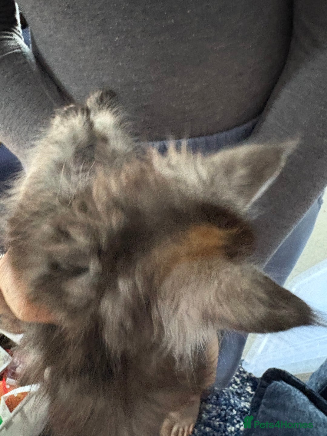Maine Coon cats for sale: Stunning pedigree mc kitten girl - Image 4