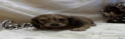Miniature Dachshund dogs for sale: Stunning KC Long Haired Miniature Dachshund 🐶🐶 - Advert 16