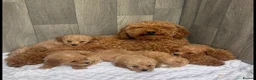 Maltipoo dogs for sale: MULTIPOO PUPPIES READY TO LEAVE  - Advert 7