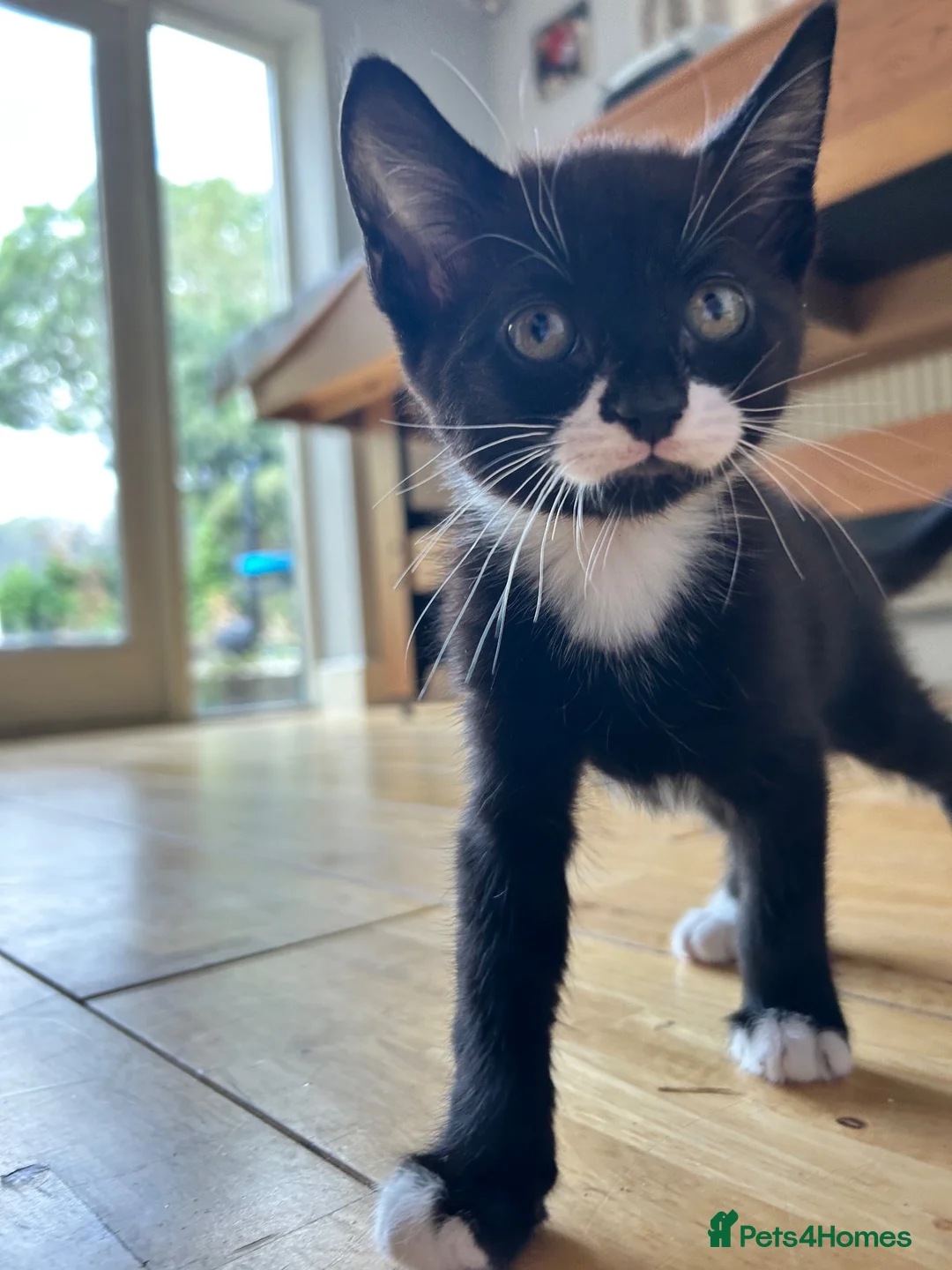 Mixed Breed cats for sale: Playful and confident kittens - Advert 1