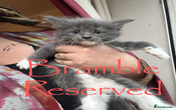 Maine Coon cats for sale: 4 Maine Coon Kittens - Just 2 left - Image 4