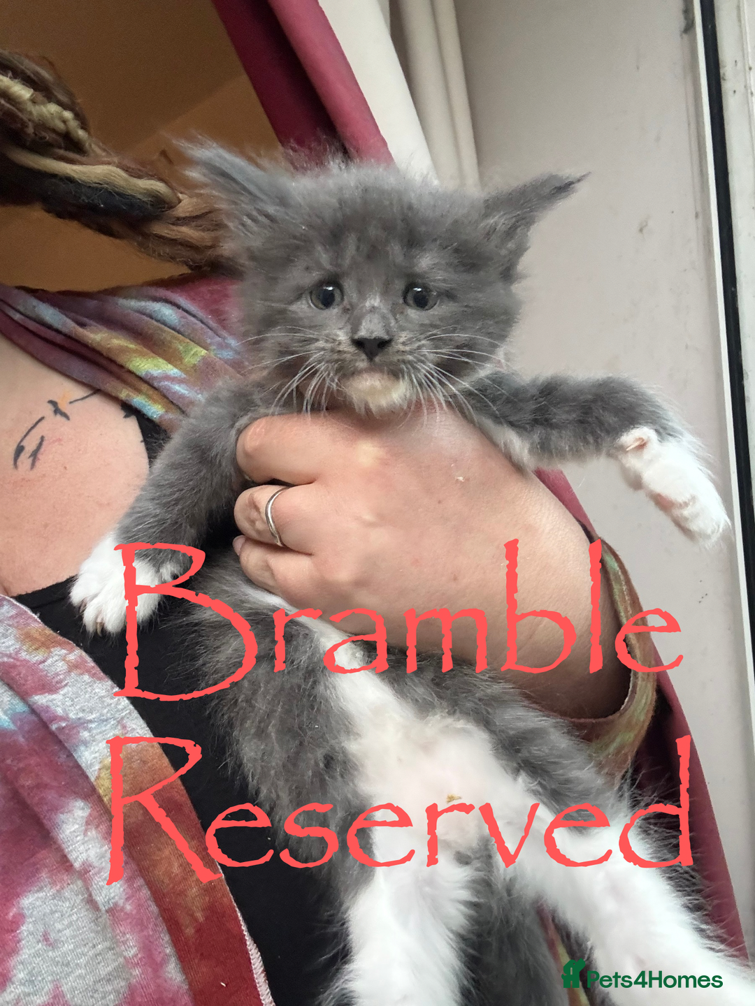 Maine Coon cats for sale: 4 Maine Coon Kittens - Just 2 left - Image 4