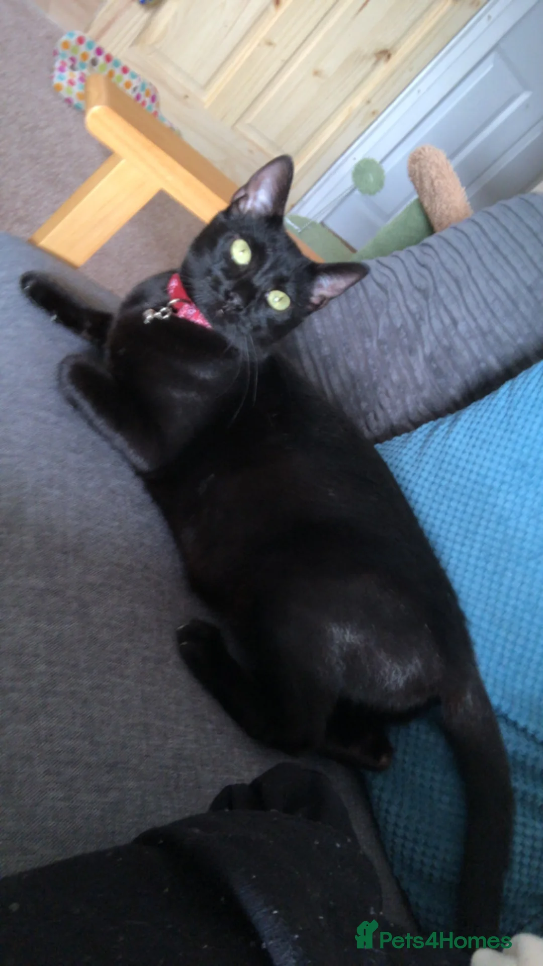Mixed Breed cats for sale: 4 male cats (all have been named) - Advert 1