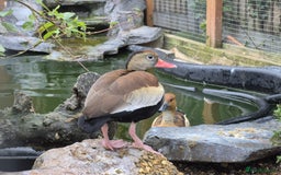 Waterfowl poultry for sale: Waterfowl - Mandarin Duck and Whistling Ducks - Image 2