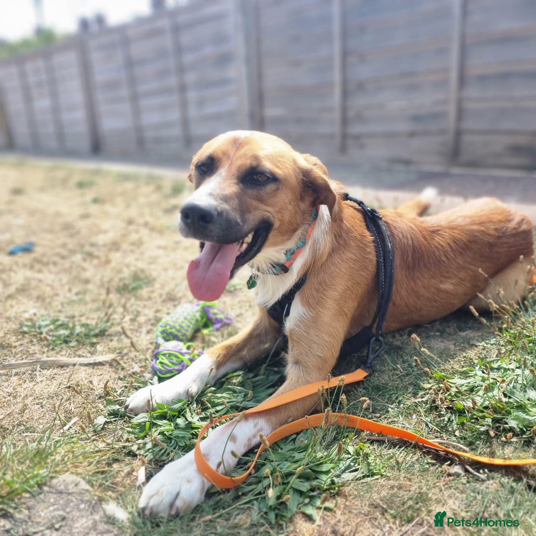 Mixed Breed dogs for adoption: Sweet Armin looking for LOvE - Image 22