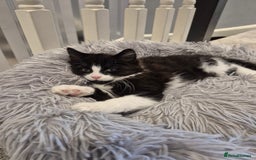 Mixed Breed cats for sale: Kittens for sale - Image 2