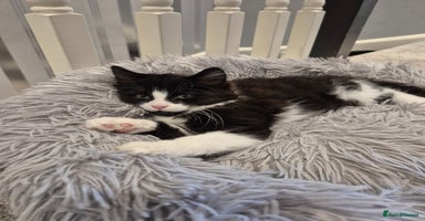 Mixed Breed cats - Advert 15