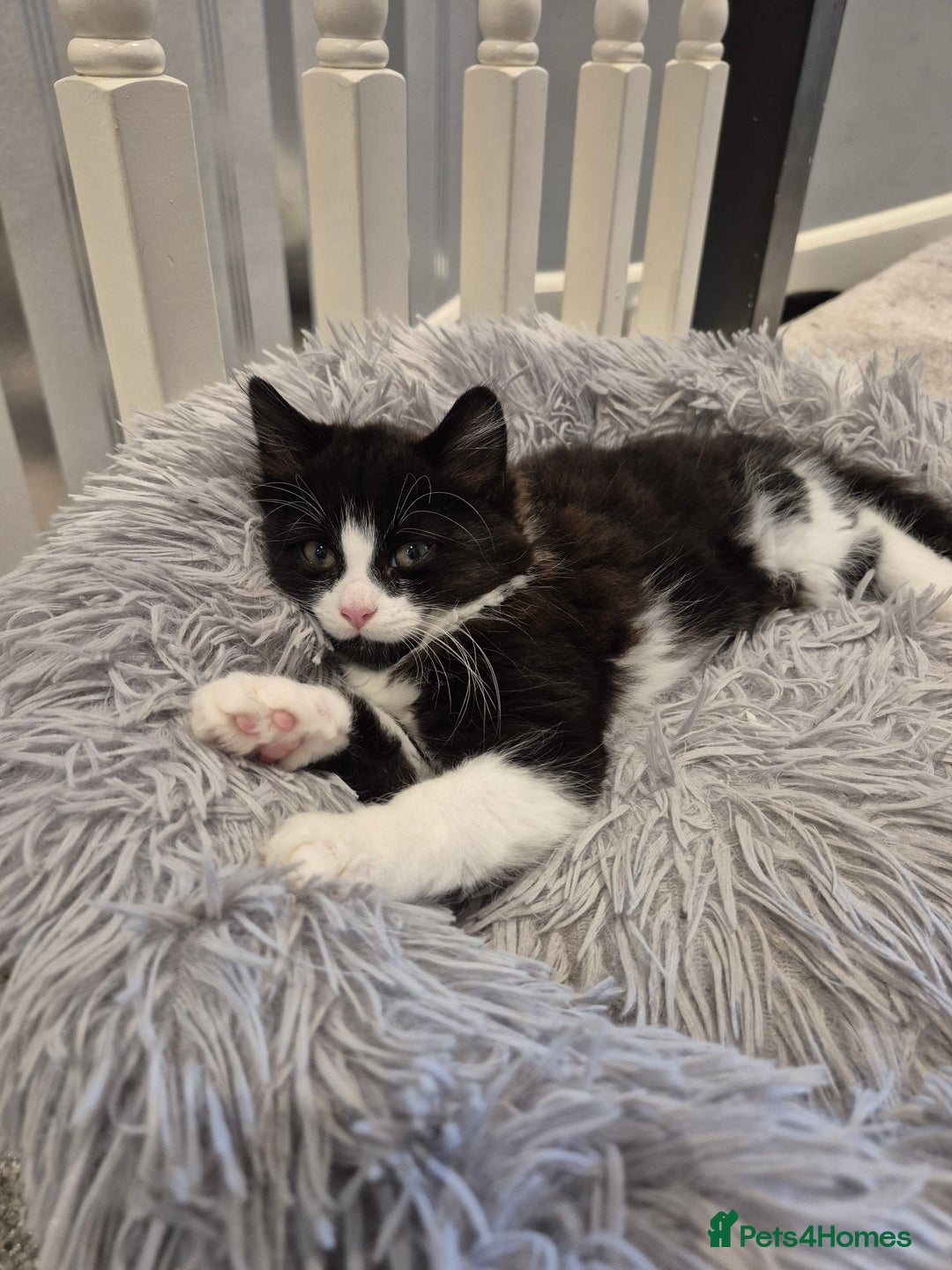 Mixed Breed cats for sale: Kittens for sale - Image 2