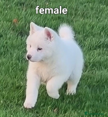 Akita dogs Akita pups READY  - Advert 13