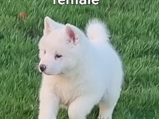 Akita dogs Akita pups READY - Advert 9