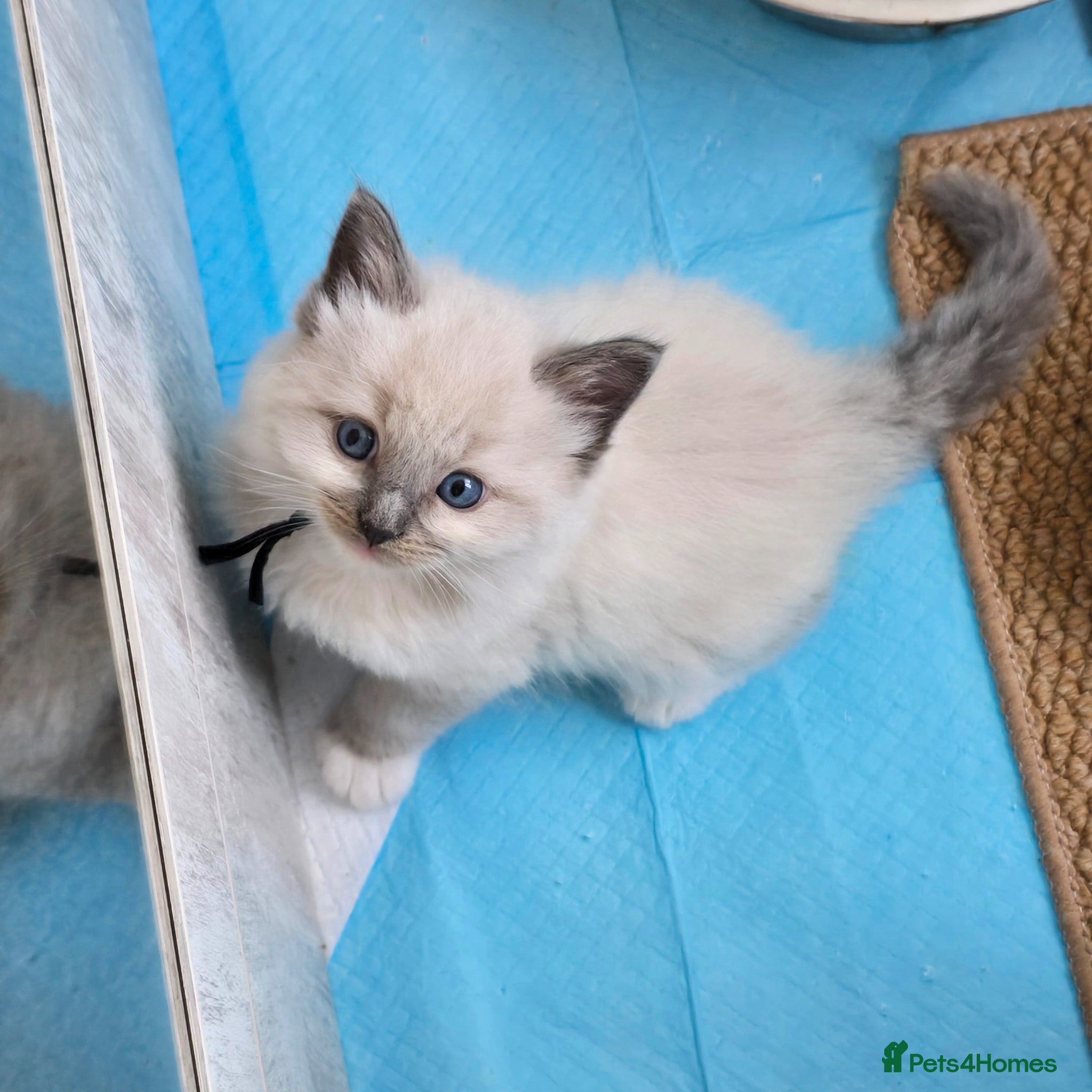 Ragdoll cats Beautiful Ragdoll Kittens for Loving Home - Advert 12