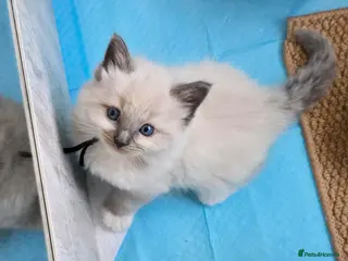 Ragdoll cats Beautiful Ragdoll Kittens for Loving Home - Advert 6