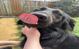 Mixed Breed dogs for sale: Cocker spaniel x German shepherd  - Image 2