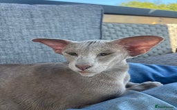 Oriental cats for sale: Oriental and Siamese kittens GCCF reg - Image 7