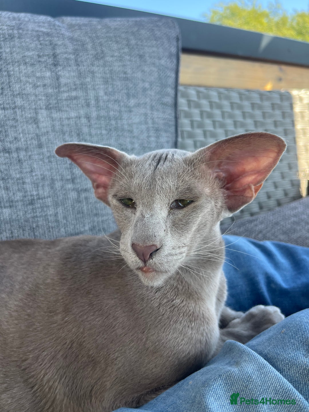 Oriental cats for sale: Oriental and Siamese kittens GCCF reg - Image 7