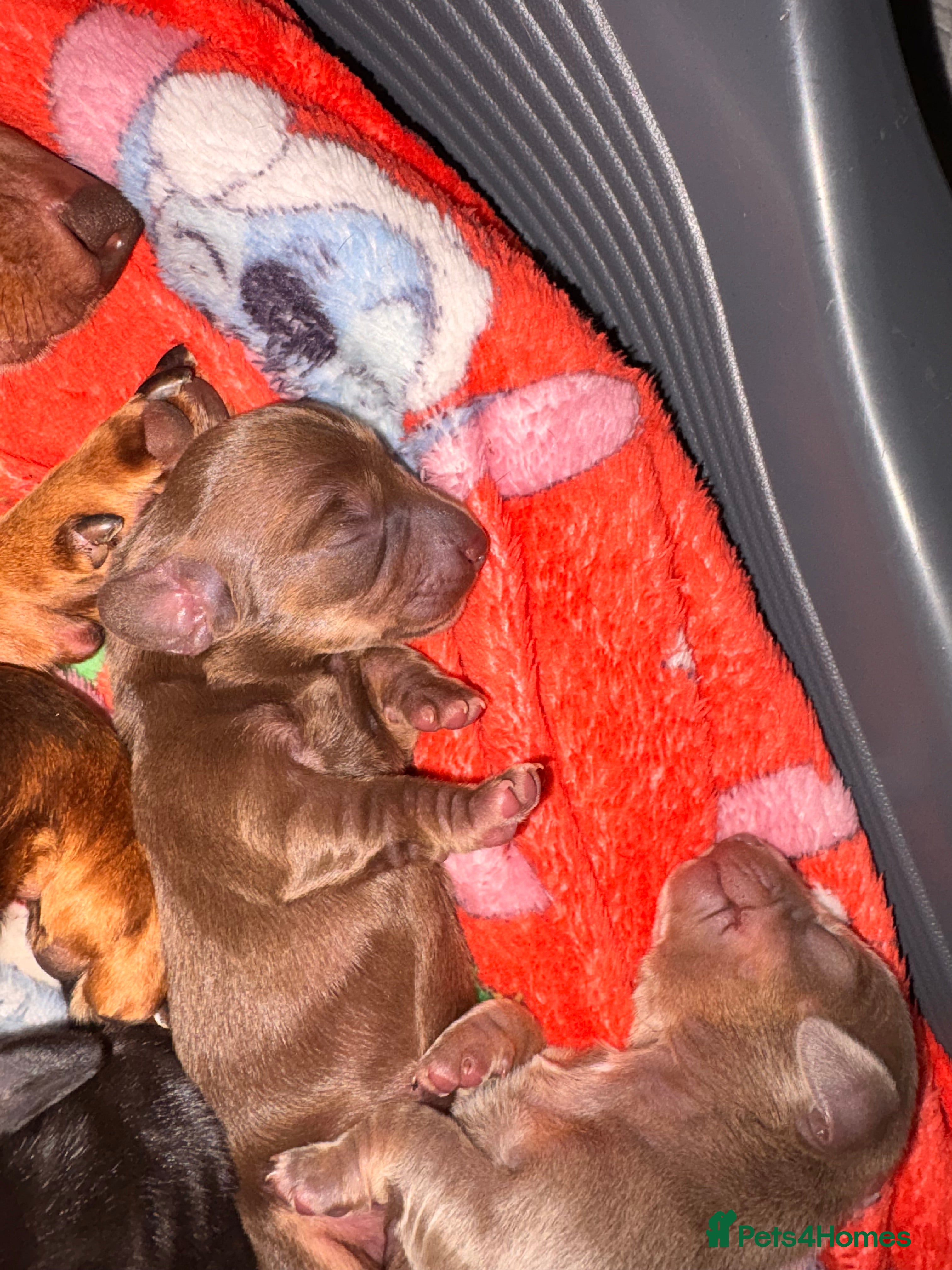 Miniature Dachshund dogs Miniature dachshunds  in Bradford - Advert 2