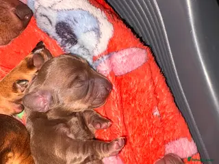 Miniature Dachshund dogs Miniature dachshunds in Bradford - Advert 2