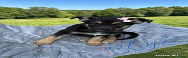 German Shepherd 4 girl