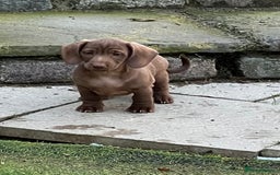 Dachshund dogs for sale: Min dachshund x teckel ( standered dachshund) - Image 29