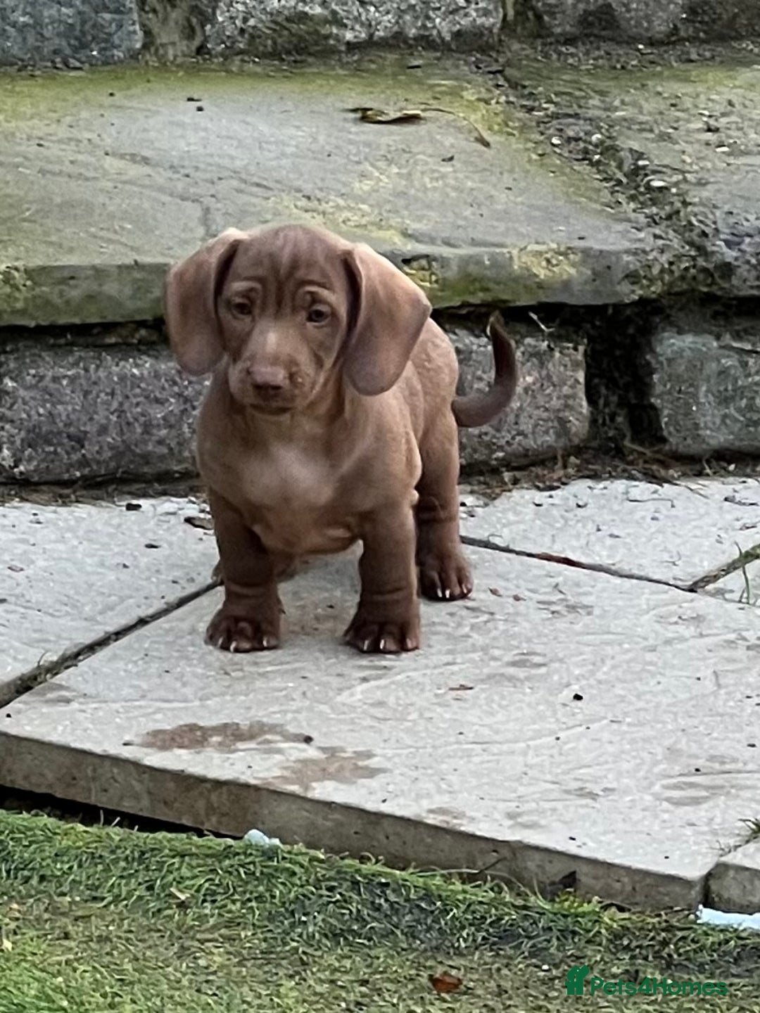 Dachshund dogs for sale: Min dachshund x teckel ( standered dachshund) - Image 29