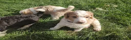 Standard Poodle dogs for sale: Elite KC Standard Parti Poodle Pups - Advert 12