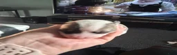 Jack Russell dogs for sale: Jack russell pups - Advert 9