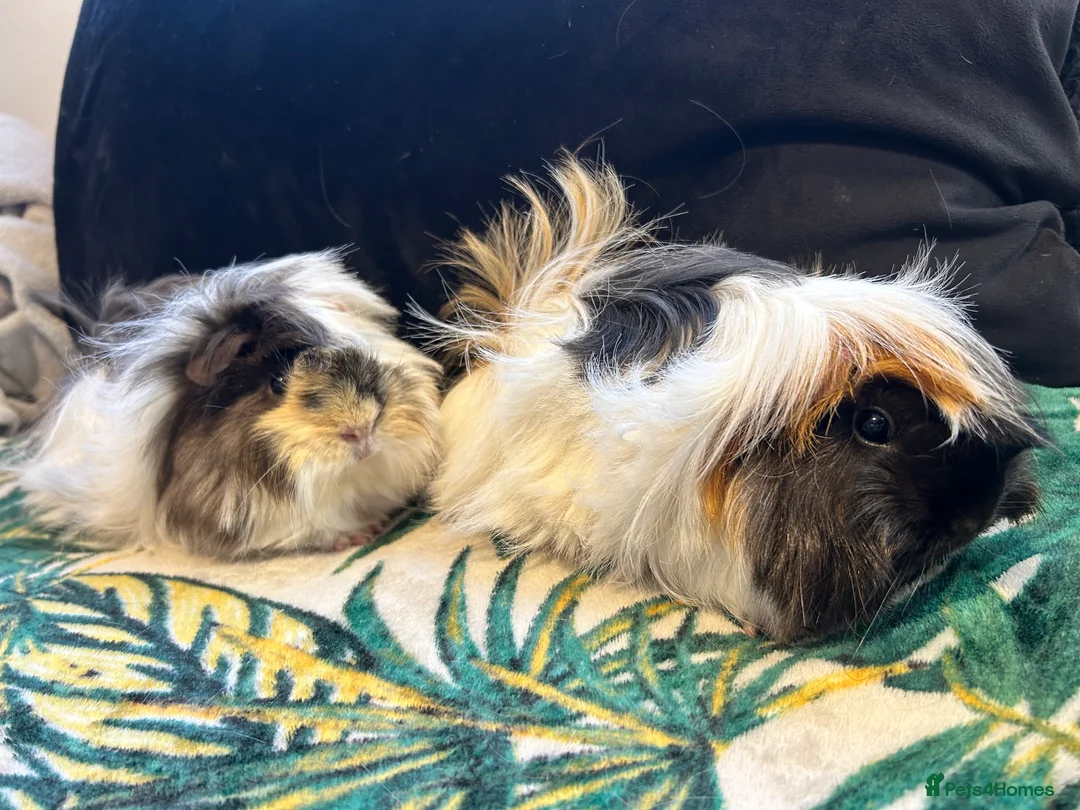 Guinea Pig rodents for sale: 3 peruvian retired sisters for loving forever home - Advert 11