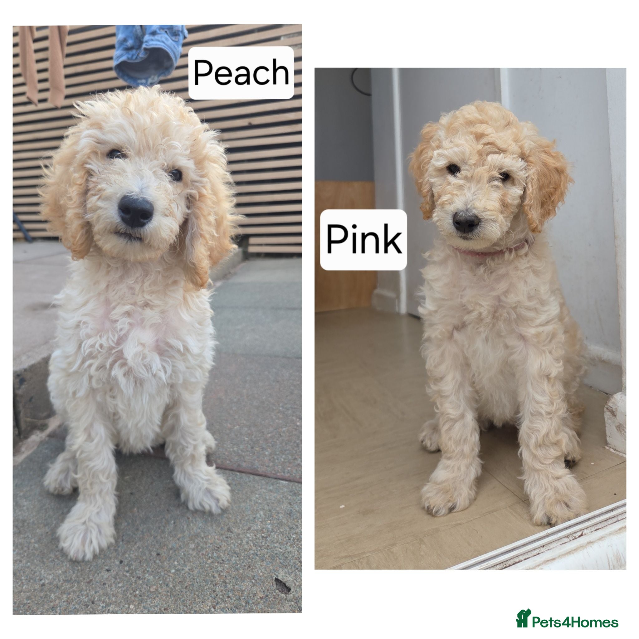 Labradoodle dogs Standard Multigeneration Labradoodle Backcross - Advert 4