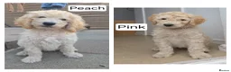 Labradoodle dogs for sale: Standard Multigeneration Labradoodle Backcross - Advert 2