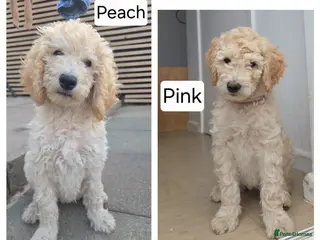 Labradoodle dogs Standard Multigeneration Labradoodle Backcross - Advert 4
