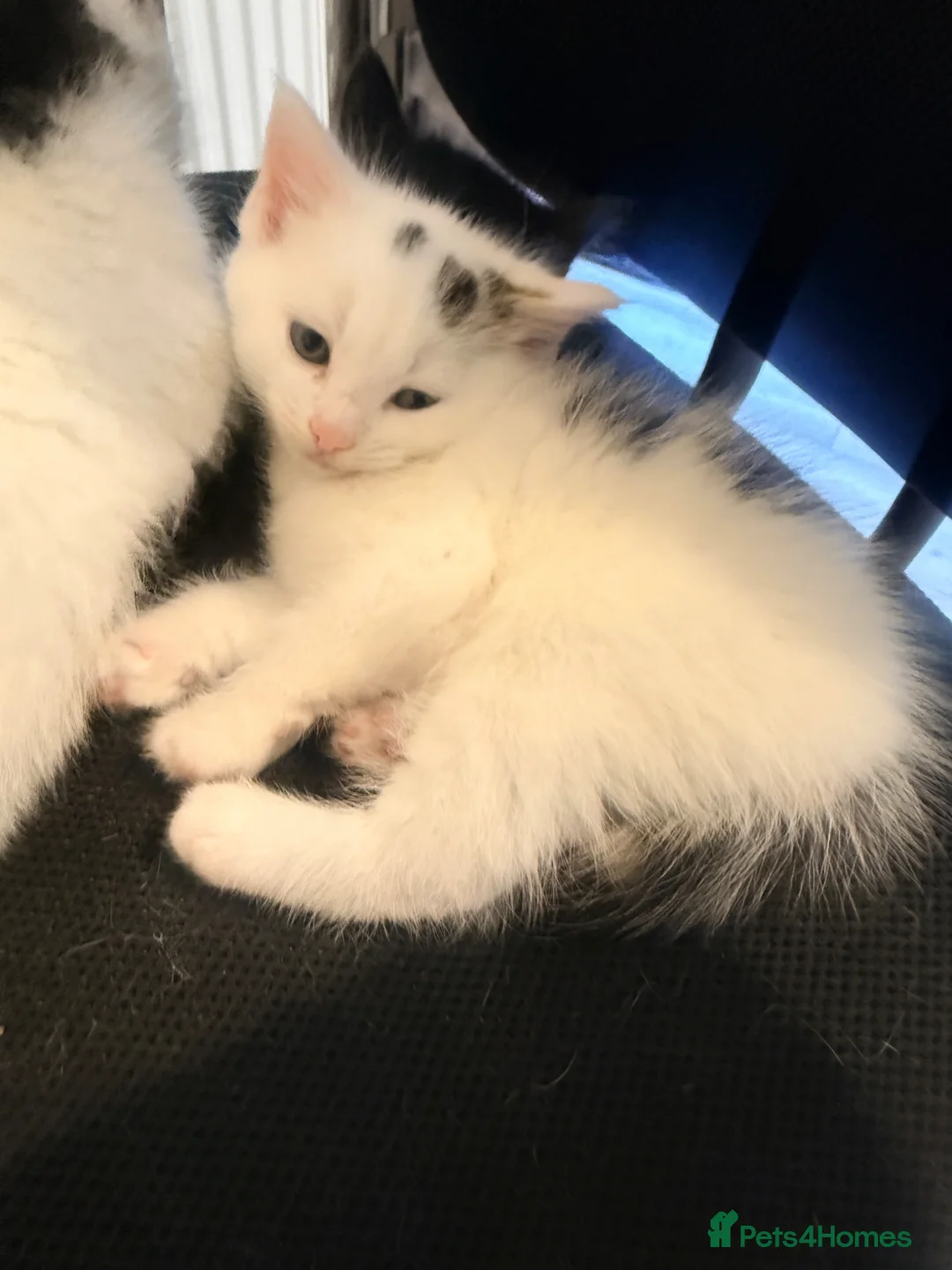 Mixed Breed cats for sale: Fluffy Maincoon X child friendly kittens  - Advert 6