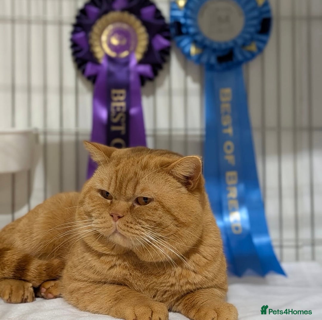 British Shorthair cats for sale: Show champion red British shorthair boy for sale  - Image 1