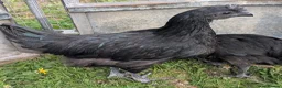 Chickens poultry for sale: Ayem Cemani Cockerels  in Matlock - Advert 4