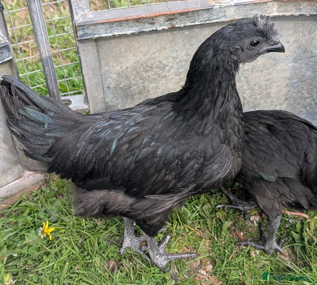Chickens poultry for sale: Ayem Cemani Cockerels  in Matlock - Advert 4