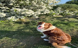 Border Collie dogs for stud: Stud - Whiskey the Red Tri Border Collie 🐾 in Rossendale - Image 3