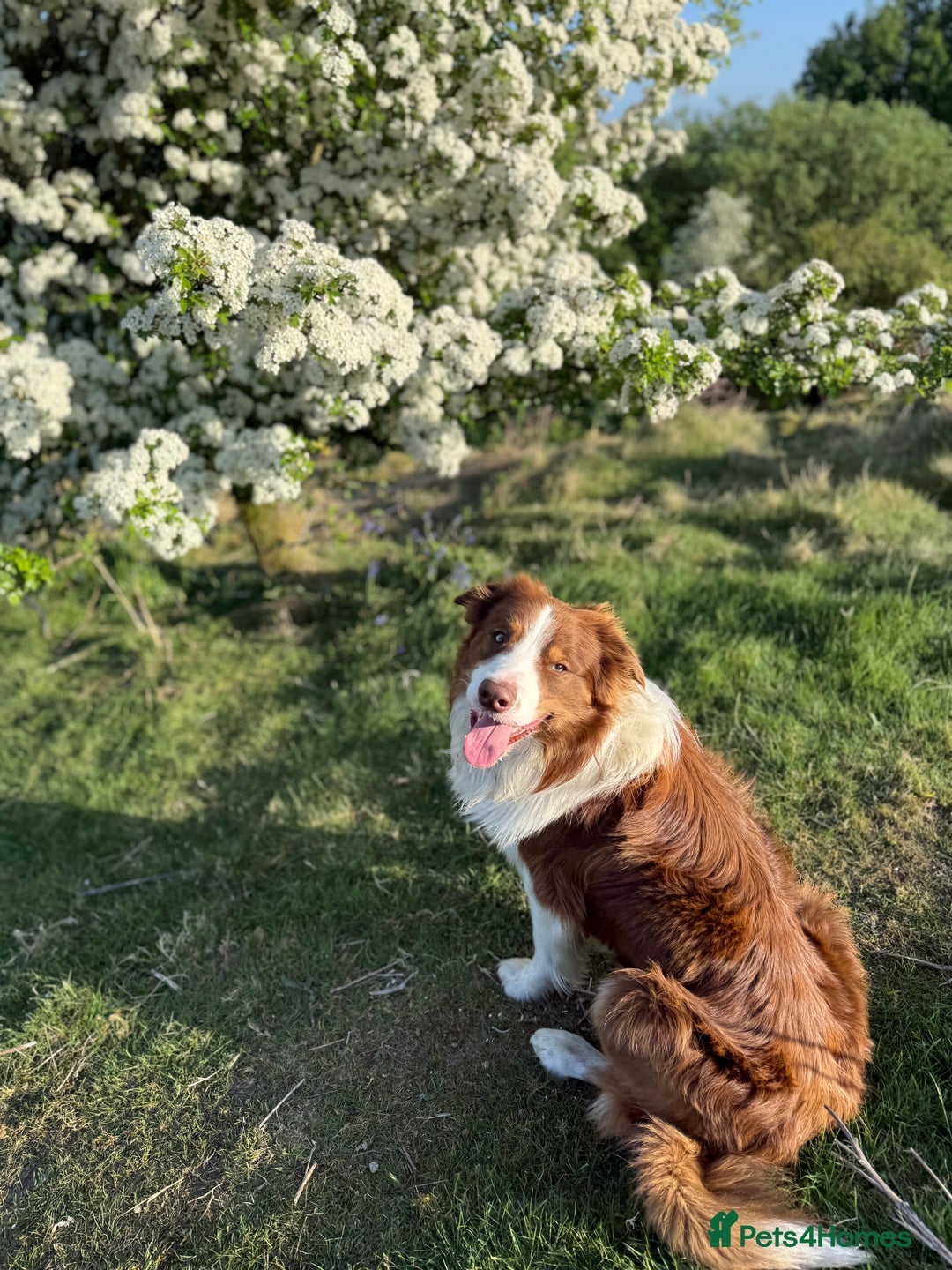 Border Collie dogs for stud: Stud - Whiskey the Red Tri Border Collie 🐾 in Rossendale - Image 3