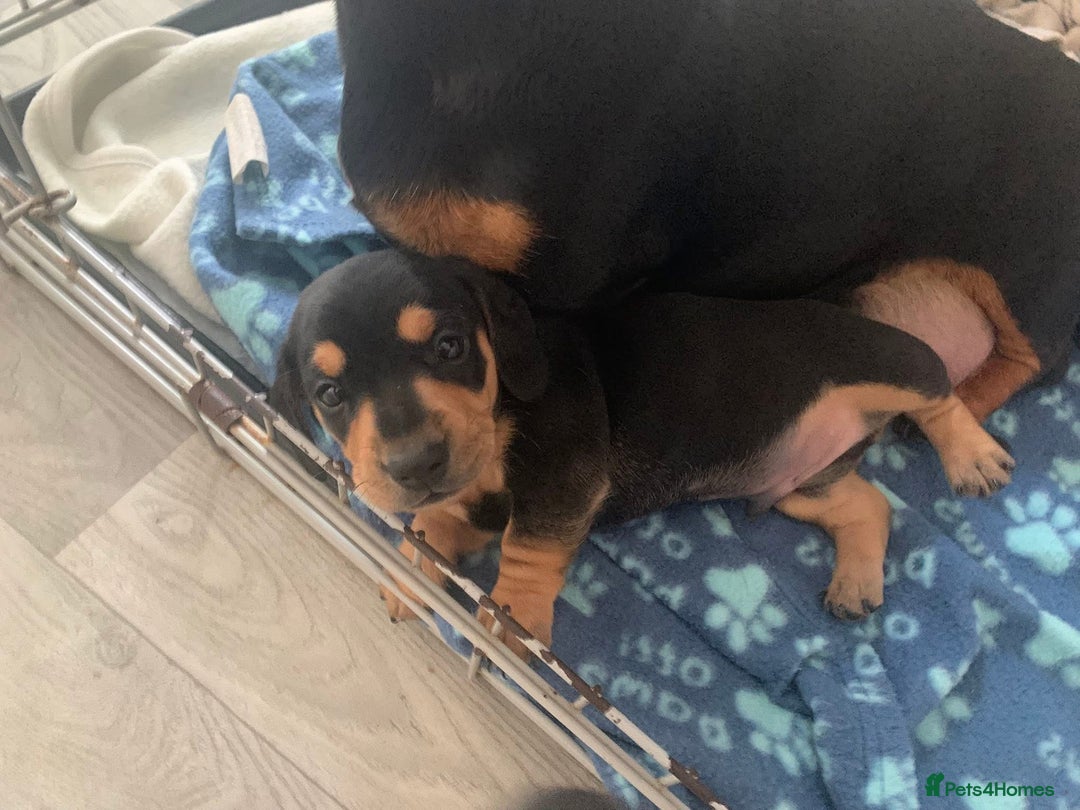 Miniature Dachshund dogs for stud: Black and cream proven gorgeous boy for stud only  - Image 10