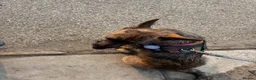 Jack Russell dogs for sale: Four male Jack Russel puppies  in Buxton - Advert 3