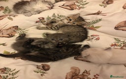 British Shorthair cats for sale: British short hair/persian mother - Image 4